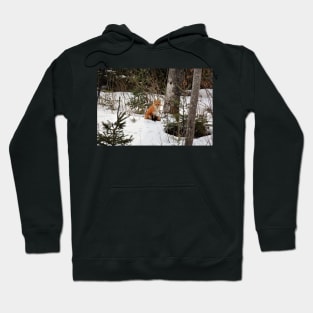 The Watching Fox Hoodie